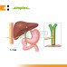 Simplex T-Tube Drain